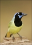 Green-Jay;Jay;Southwest-USA;Texas;Cyanocorax-yncas;one-animal;close-up;color-ima